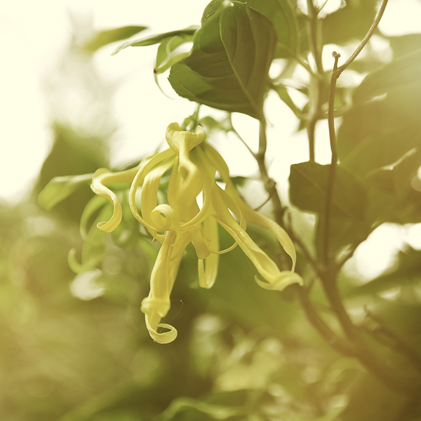 Perfume Diffuser 200ml 3ea - Ylang Ylang